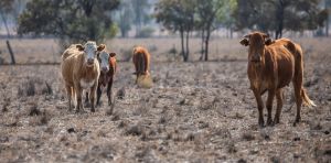 The weather bureau has just declared an El Niño. What could this mean for Australia?