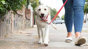 Cade con il cane al guinzaglio e finisce in Rianimazione, l’Inail nega il risarcimento