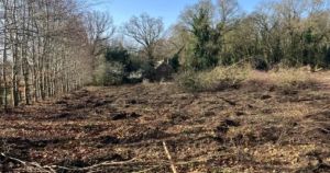 Woodland war intensifies as developer says trees serve 'no public benefit'