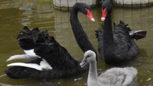 Zum Knuddeln! So süß ist der tierische Nachwuchs in der Lochmühle
