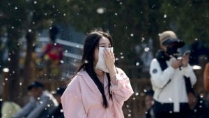 Beijing fights back against a catkin fluff invasion