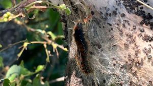 Kurioses Gespinst sorgt für Aufsehen und verunsichert Spaziergänger
