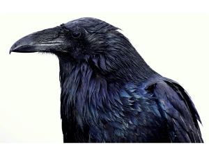 PAM FRAMPTON: What AI can teach us about animals