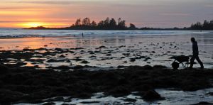 Seaweed farming offers climate benefits, but regulatory gaps pose risks