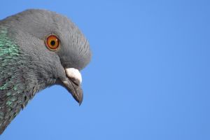 Pigeons are often considered pests. But their smarts and visual recognition skills can save lives.