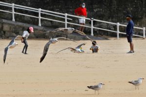 Las gaviotas en Gijón (unas roban y otras ya no)
