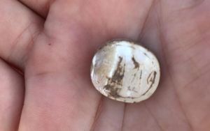 Rare mother-of-pearl seal highlights movement of goods and ideas across Assyrian empire