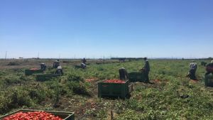 Caldo estremo, Fico vara un'ordinanza di divieto del lavoro nei campi e nelle costruzioni dalle 12.30 alle ore 16
