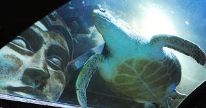 'Beloved' sea turtle to be moved out of aquarium after 14 years