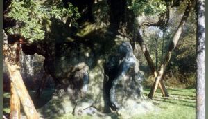 Ancient ‘Robin Hood’ tree dies after 1,200 years: Experts weigh in on what happens next