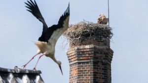 Storchendrama geht weiter - Gänsegeier tötet erneut