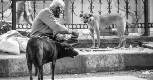 How to Deal with Humans with Dog Problems and Vice Versa