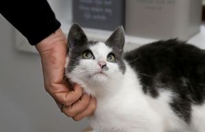 Læser om dyrlægeregninger: - Det er kat'me hundedyrt!