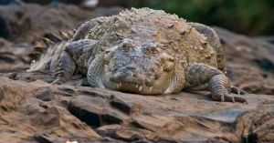 What 3 New Crocodiles Are Telling Us About Similipal's Rivers