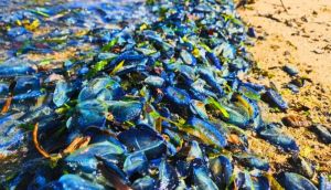 Hundreds of 'Stunning' blue sea creatures wash up on Welsh beaches