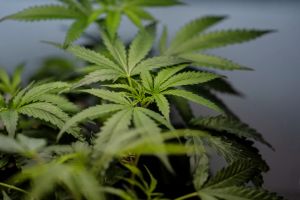 The Second Amendment is for potheads, too