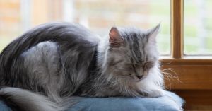 Senior Cats: How to Keep Your Kitty Happy as They Age