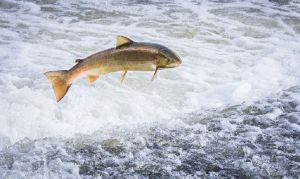 LETTER: Casting some blame on DFO for the trouble with NL salmon stocks, among other culprits