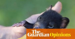 The Tassie devils in my neighbourhood keep stealing shoes and laundry, but I adore them