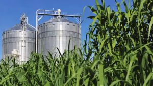 Let’s tread slowly with biofuel ambitions
