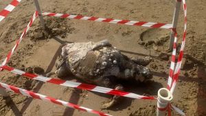 Tartaruga morta in spiaggia a Jesolo, è stata uccisa da un’elica