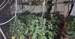 Cops find 130 cannabis plants in drug bust... but don't know whose they are