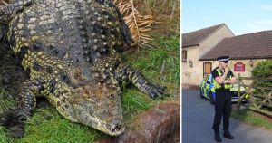 Norfolk man 'not fit for interview' after child thrown into crocodile pit