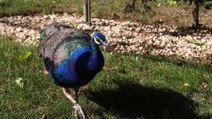 Fallece atropellado un pavo real en el centro de Oviedo: 