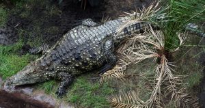 Toddler was 'attacked by crocodile' after being thrown into pit