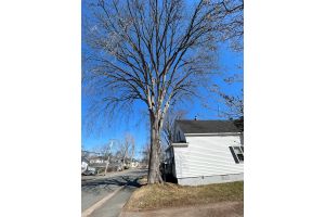 A Walk in the Woods: Location is crucial in tree planting