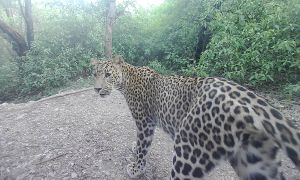 The leopard princess of Islamabad