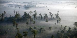 How (Not) to Conserve Tropical Forests