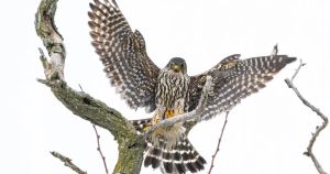 Cool spring creates unique opportunities for wildlife photography