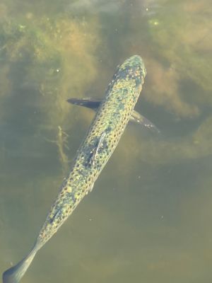 Dødsdømt i Nordåsvannet