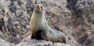 Seal pups and seabird chicks are suffering in extreme weather. How can we protect them?