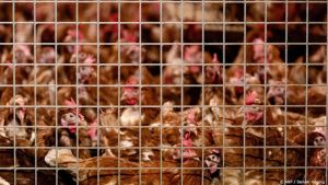 Australië bevestigt eerste geval van H5N1-vogelgriep