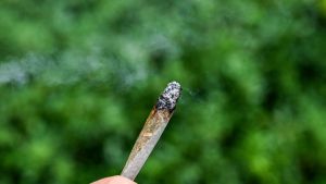 Je kommerzieller der Cannabis-Markt, desto höher das Risiko
