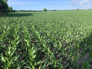 GARDEN CLIPPINGS: Soil’s job in keeping plant and animal life alive