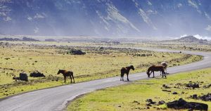 Come soccorrere un animale trovato in strada