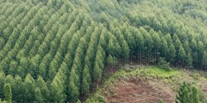 Whose Green Transition Is It Anyway?