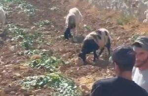 Settlers filmed grazing livestock inside Palestinian village in central West Bank