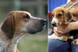 Pet owners share what it’s really like living with the ‘least popular’ dog breed in America