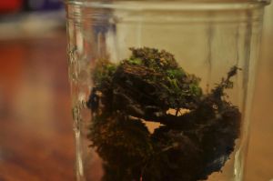 In 1879 a scientist buried bottles filled with seeds. Every 20 years, one is dug up and studied.