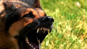 Morso dal cane nel bar. Ferito in modo grave, risarcito con 84mila euro