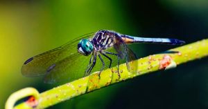 Why we should all bother about biodiversity