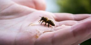Australia has already spent over $100 million dealing with Varroa mite. Here’s what we can do next