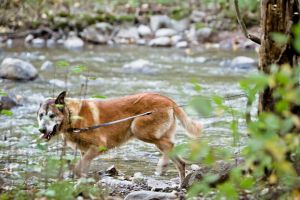 Endring av båndtvang for hund i Averøy