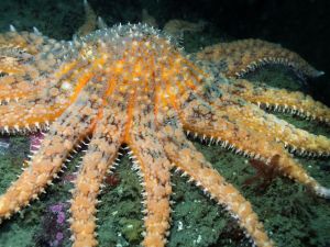 California lost these iconic sea creatures years ago. A family just reappeared.