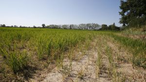 Siccità, da Pavia parte l’ultimatum: «Più controlli a chi bara sull’acqua»