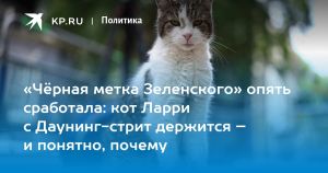 «Чёрная метка Зеленского» опять сработала: кот Ларри с Даунинг-стрит держится – и понятно, почему